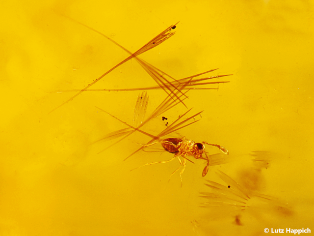 Copal mit Fliege, Montagne d´Ambre, Antsiranana, Madagaskar; BB: 2,6 mm; Sammlung Lutz Happich, © Lutz Happich