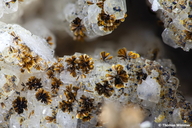 Euchroit; Fundort: Kolba/Slowakei; BB: 7 mm; Sammlung Thomas Wimmer, ex. Schöneborn, © Thomas Wimmer